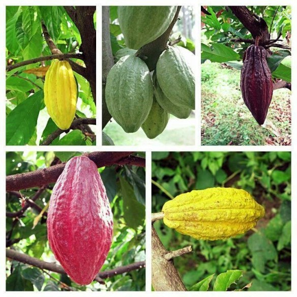 cacao pods
