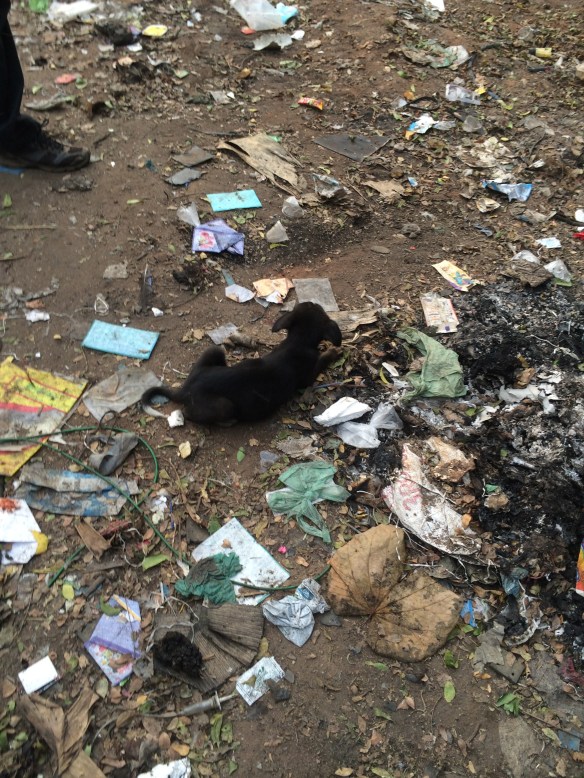 Stray dogs are often found eating garbage to stay alive. This was taken at the Pondicherry dump. 
