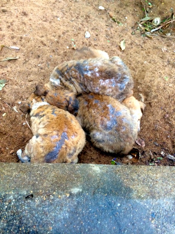 These four pups were on the side of a walk way in Malappuram, India. They were just fighting to stay warm. 