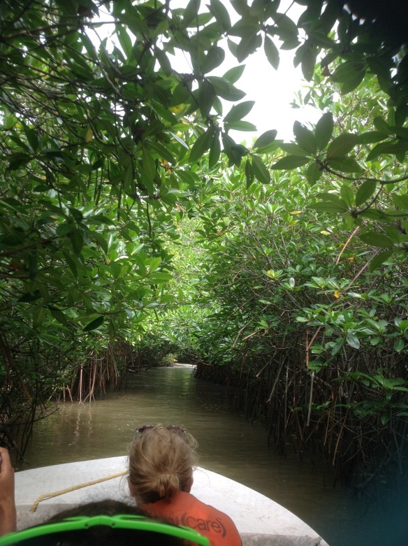 Pichavaram mangrove forest, the second largest in the world